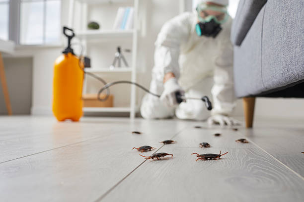 Post-Treatment Bed Bug Interceptor Monitoring in Arma